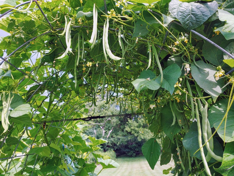 Kentucky Wonder Pole Bean Seeds Long Green Beans 50 Seeds // Etsy