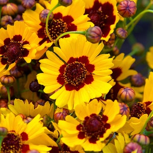 Dwarf Plains Coreopsis Seeds, Golden Tickseed Flowers, 1000+ Seeds // Open Pollinated, Non-GMO, coreopsis tinctoria