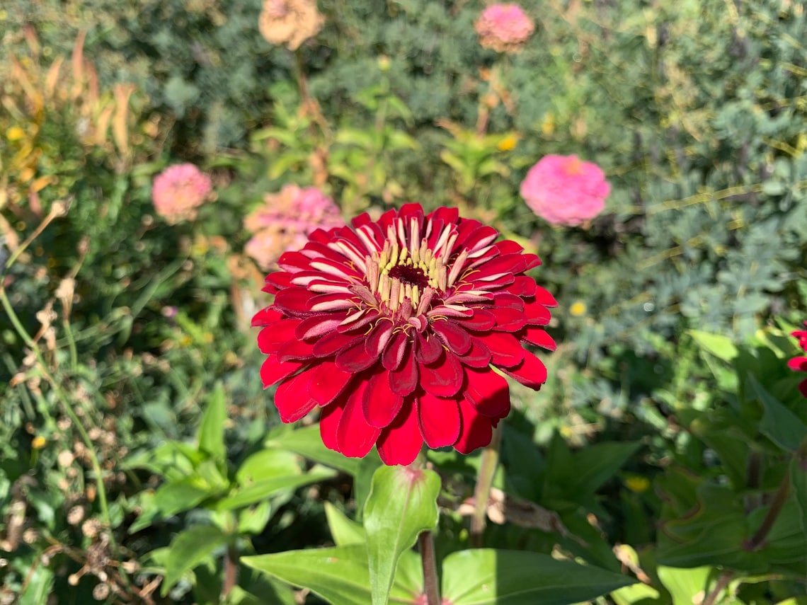 Meteor Zinnia Seeds Burgundy Red Zinnias Semidouble & Etsy