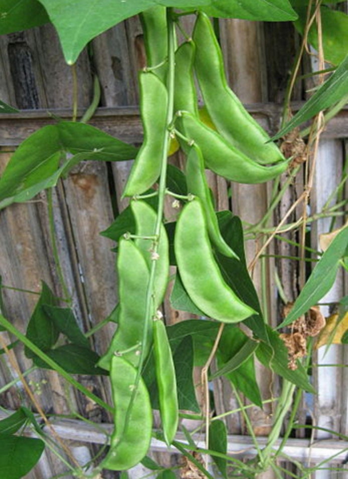 Fordhook Lima Bean Seeds 20 Lima Beans Butter Beans Seeds // Etsy