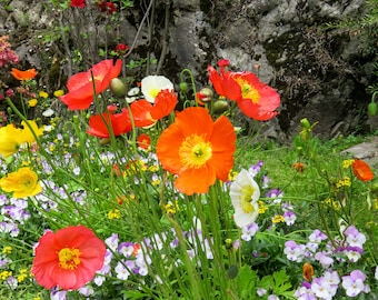May include: A field of wildflowers with red, orange, yellow, and white blooms. The flowers are growing in a lush green meadow with a rocky background.