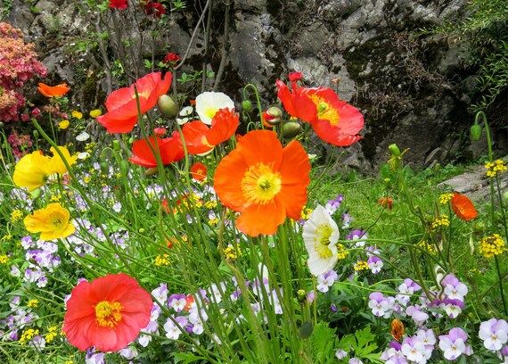 ジョアン アイザック「flower Garden french Poppies」 Poppy appreciation! Show me yours! : r/gardening