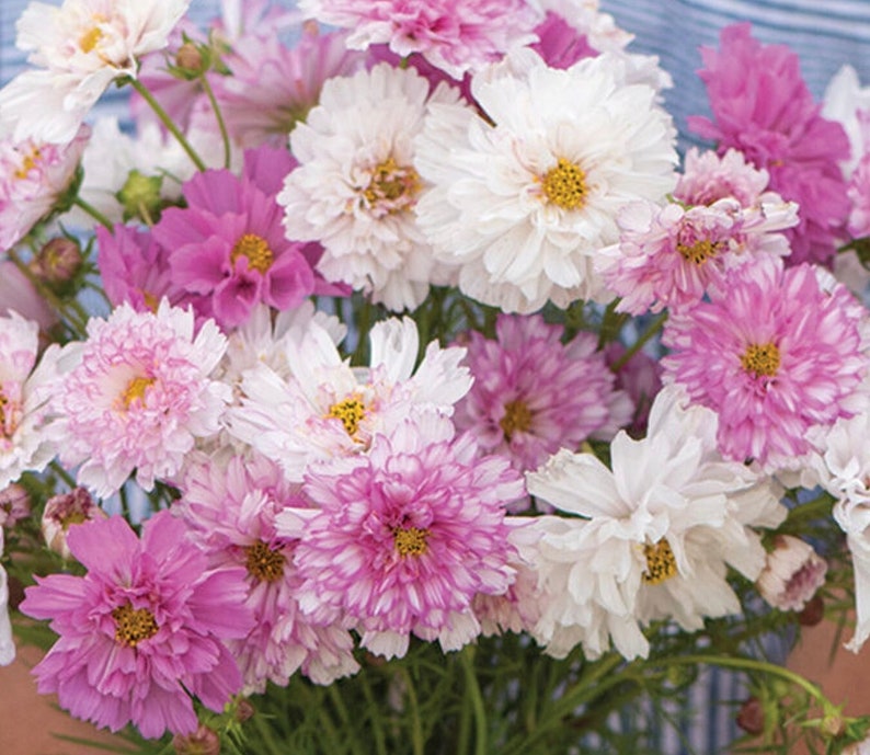 May include: A bouquet of pink, white, and light pink cosmos flowers. The flowers have a delicate, ruffled appearance and are arranged in a loose, natural style.