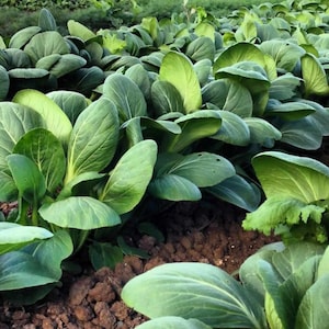 Pak Choi White Stem Seeds, Bok Choy Seeds // Heirloom, Non GMO, Brassica rapa subsp chinensis