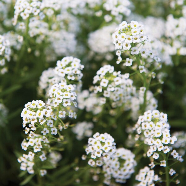 Sweet Alyssum Seeds, Tall Sweet White Alyssum, 5000 Seeds // Open Pollinated, Non-GMO, Lobularia maritima