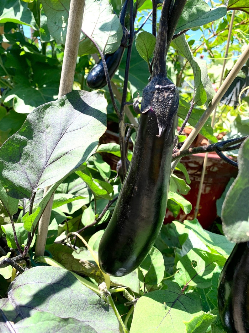 Orient Express F1 Eggplant Seeds Japanese Eggplant 25 Seeds Etsy