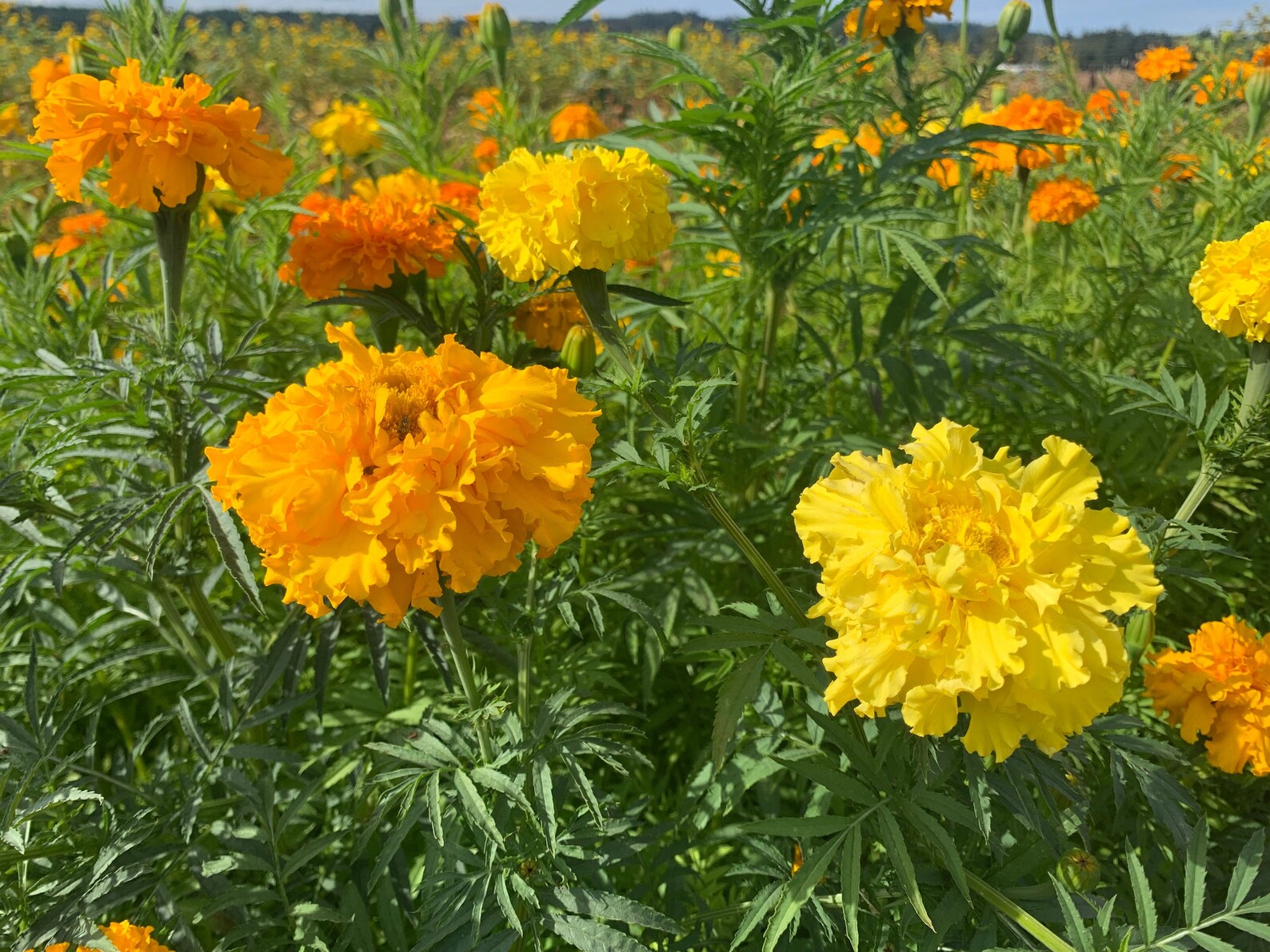 Aztec Marigold Seeds Cracker Jack African Marigolds 400 Etsy