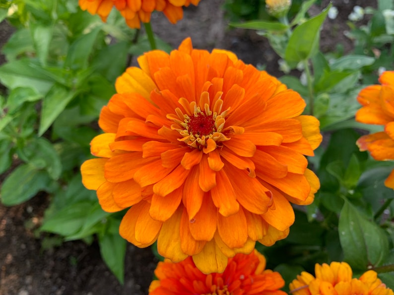 SilverlakeSeedCo Zinnia Seeds - Thumbnail 2