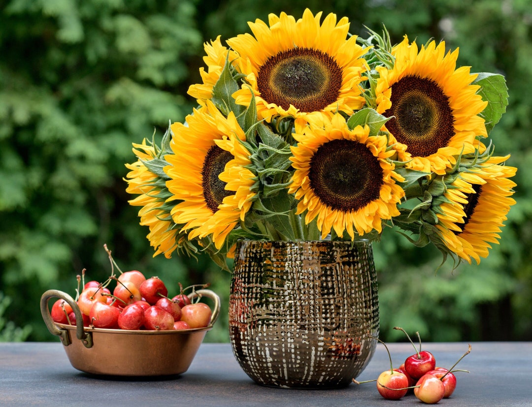 Organic Taiyo Sunflower Seeds, Japanese Taiyo Sunflowers, Large Taiyo