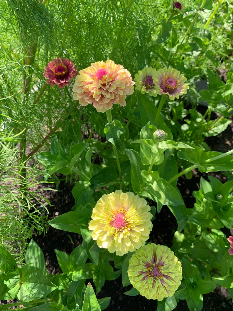 Organic Queeny Lime Blush Zinnia Seeds, 20 Count - Etsy