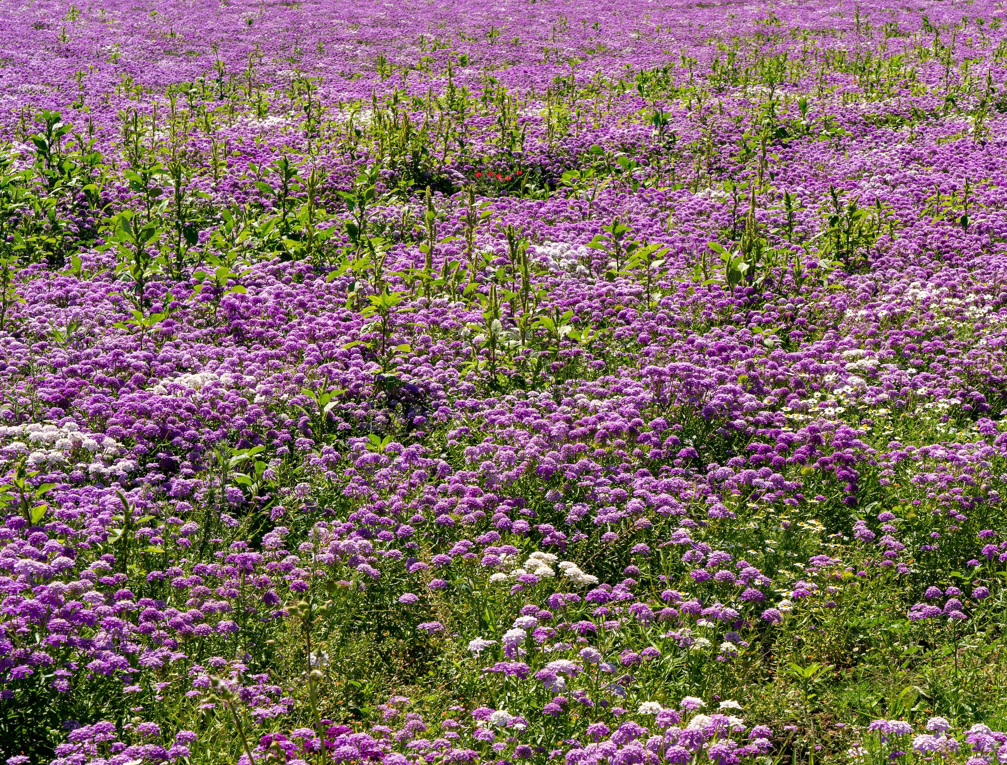 Candytuft Seeds Globe Annual Candytuft Mixed Candytuft Etsy