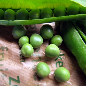 Lincoln Pea Seeds, Vine // Heirloom, Non-GMO, Pisum sativum