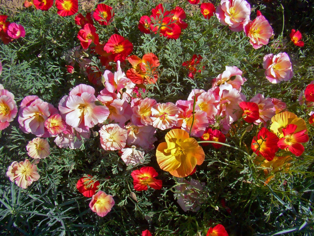 Ballerina Mix California Poppy Seeds, Mixed Colors California Poppies ...
