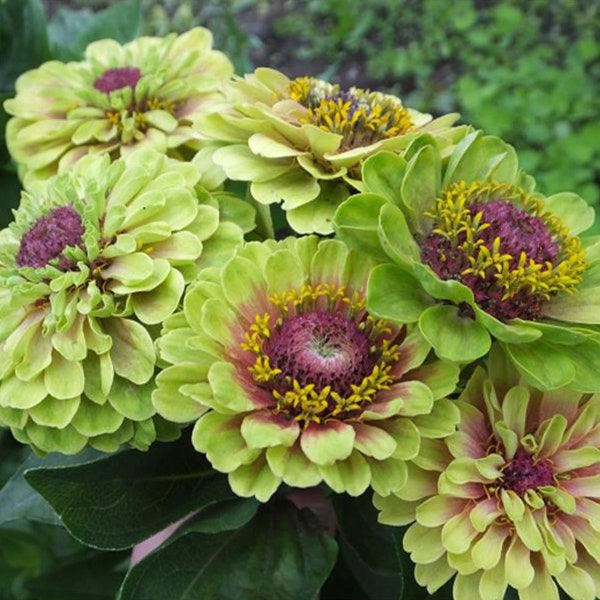 Queeny Lime Blotch Zinnia Seeds, Lime Green And Rose Queen Series Zinnias // Non-GMO, zinnia elegans