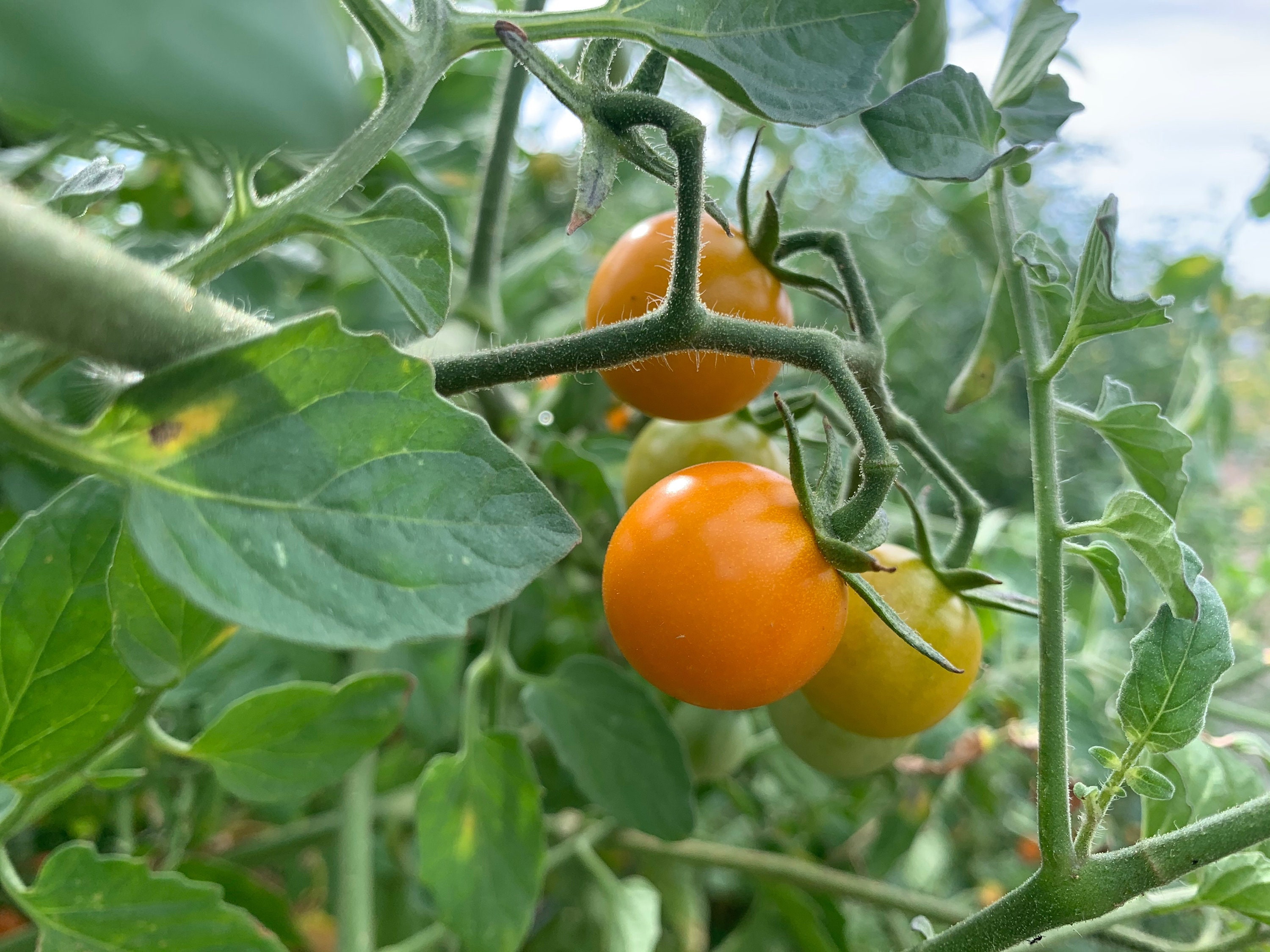 Organic Clementine F1 Tomato Seeds 15 Seeds // Organic Etsy UK