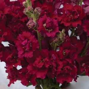Madame Butterfly Red F1 Snapdragon Seeds, 50 Flower Seeds // Open Pollinated, Non-GMO, antirrhinum majus