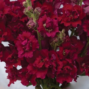 Madame Butterfly Red F1 Snapdragon Seeds // Open Pollinated, Non-GMO, Antirrhinum majus