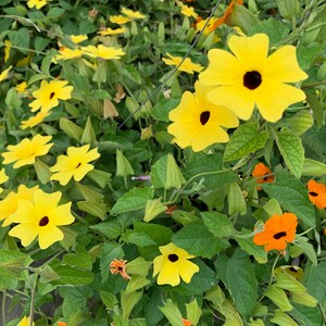 Thunbergia Alata Seeds, Black Eyed Susan Vine, Susie Mix, Orange, Yellow, White Flowers, 100 Seeds // Non-GMO, thunbergia alata image 5