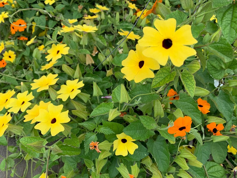 Thunbergia Alata Seeds, Black Eyed Susan Vine, Susie Mix, Orange, Yellow, White Flowers, 100 Seeds // Non-GMO, thunbergia alata image 5