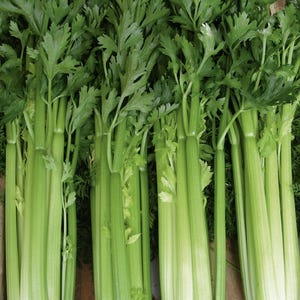 Utah 52-70 Celery Seeds // Heirloom, Non-GMO, Apium graveolens var. dulce