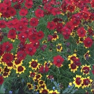 May include: A field of red and yellow wildflowers. The flowers are in full bloom and are growing in a lush green field.