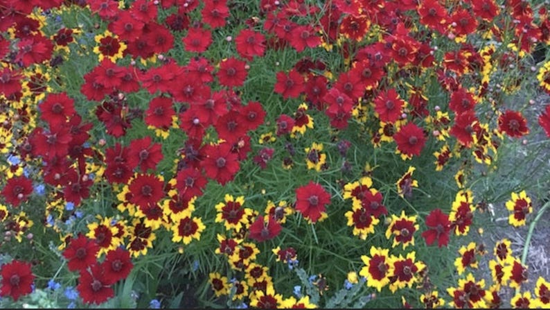 May include: A field of red and yellow wildflowers. The flowers are in full bloom and are growing in a lush green field.