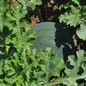 Sugar Baby Watermelon Seeds // Heirloom, Non-GMO, Citrullus lanatus