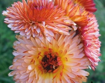 Organic Triangle Flashback/Zeolights Calendula Seeds, 100 Count