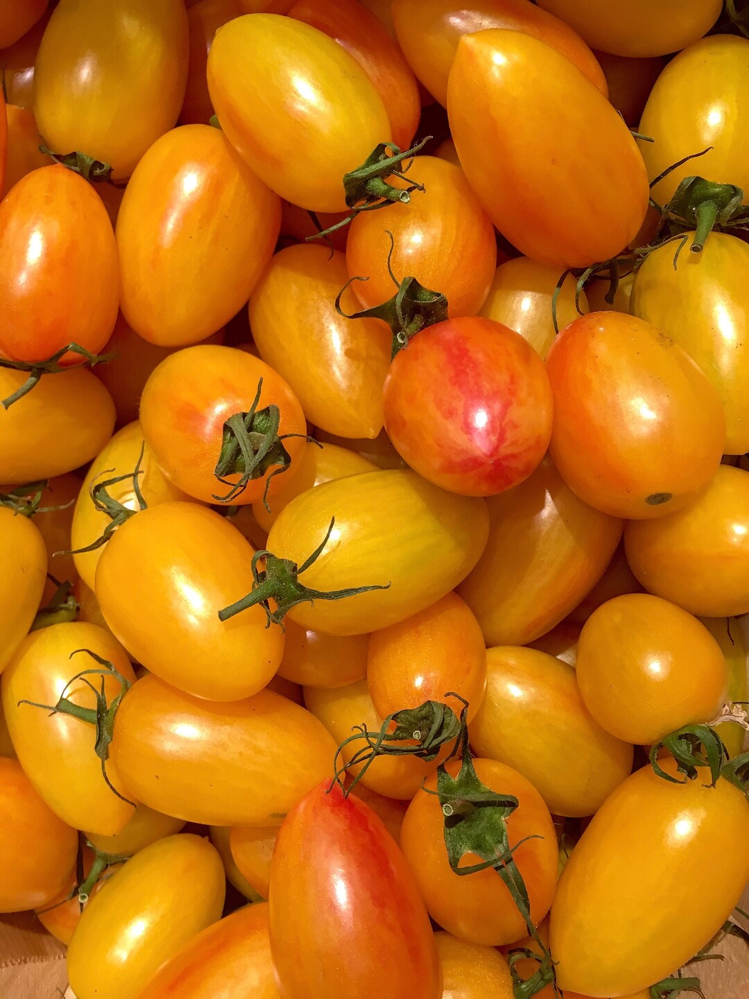 Organic Blush Tomato Seeds, Indeterminate, 40 Seeds // Organic