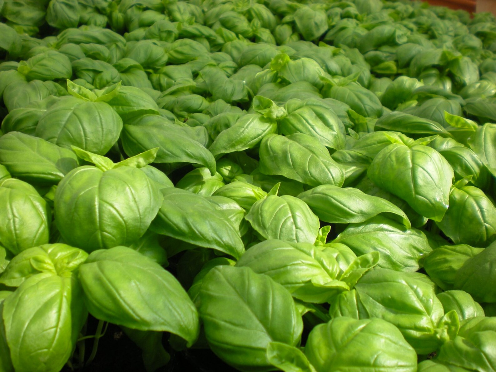 Italian Large Leaf Basil Seeds 650 Sweet Basil Seeds // Etsy