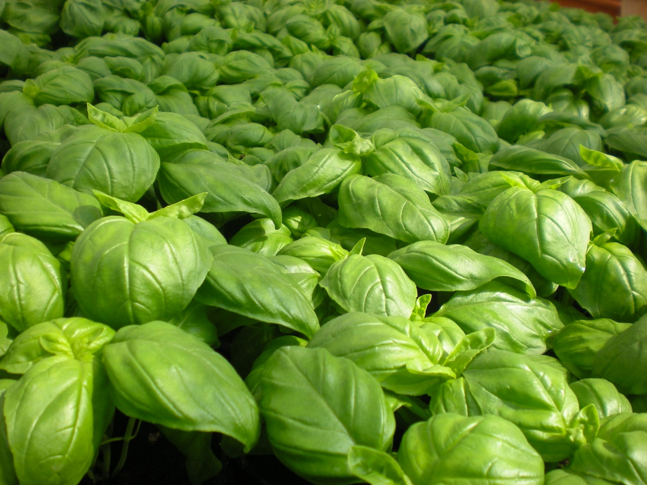 Italian Large Leaf Basil Seeds 650 Sweet Basil Seeds // Etsy