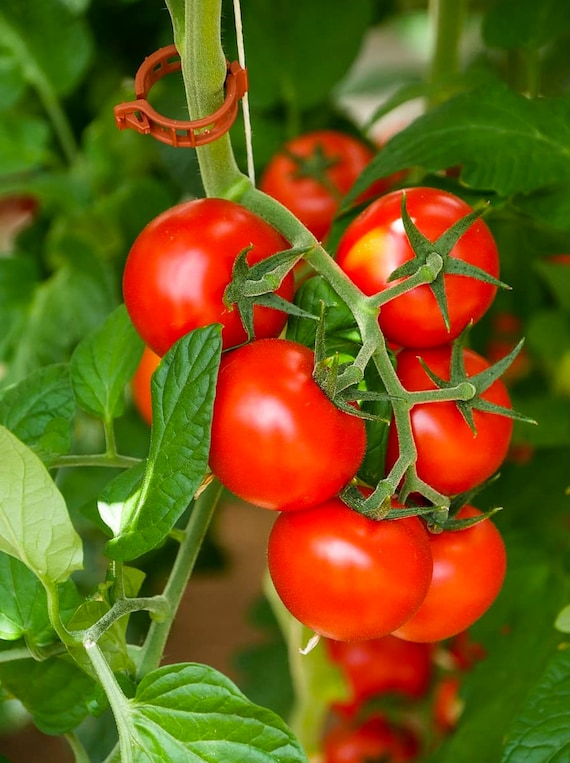 Large Red Cherry Tomato Seeds Indeterminate 350 Seeds // Etsy