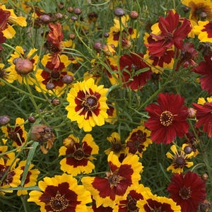 May include: A close-up of a garden bed filled with yellow and red flowers. The flowers have a yellow center and red petals with a yellow border.