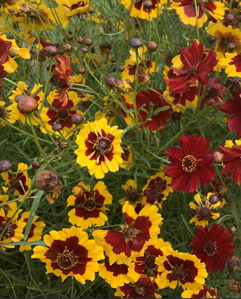 May include: A close-up of a garden bed filled with yellow and red flowers. The flowers have a yellow center and red petals with a yellow border.