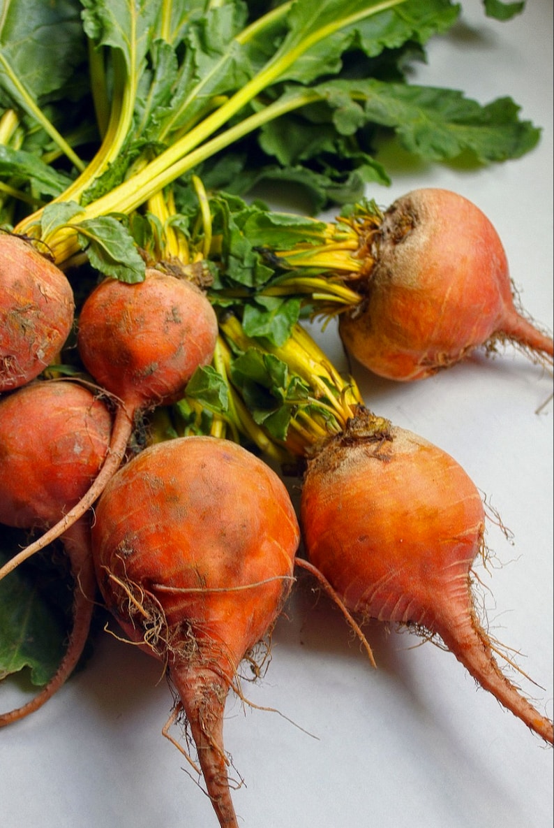 Golden Detroit Beet Seeds Yellow Beets 150 Seeds // Etsy