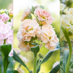 Iron Pastels Mix Stock Flower Seeds // Open Pollinated, Non-GMO, Matthiola incana