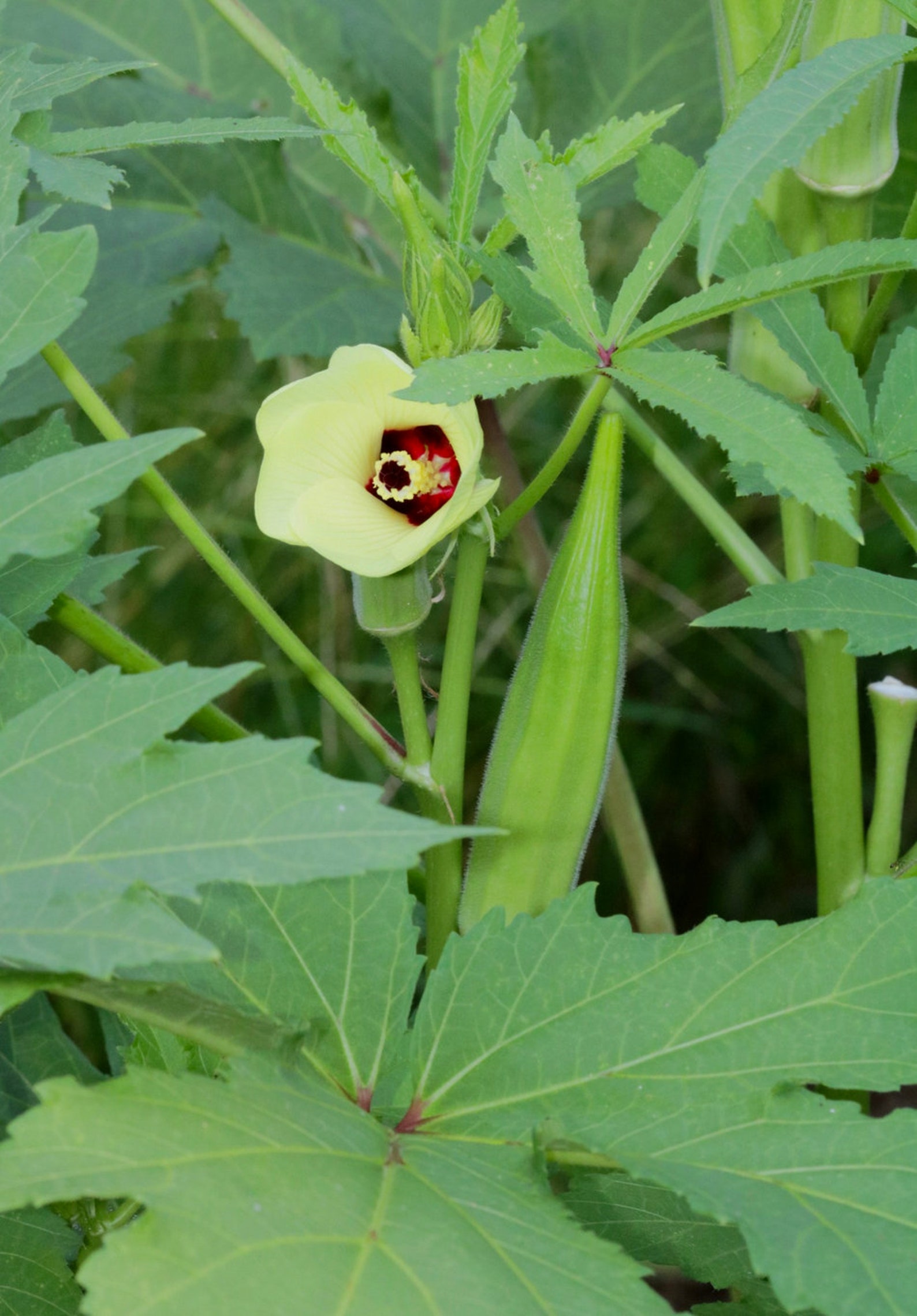 Clemson Spineless Okra Seeds 100 Seeds // Heirloom Etsy