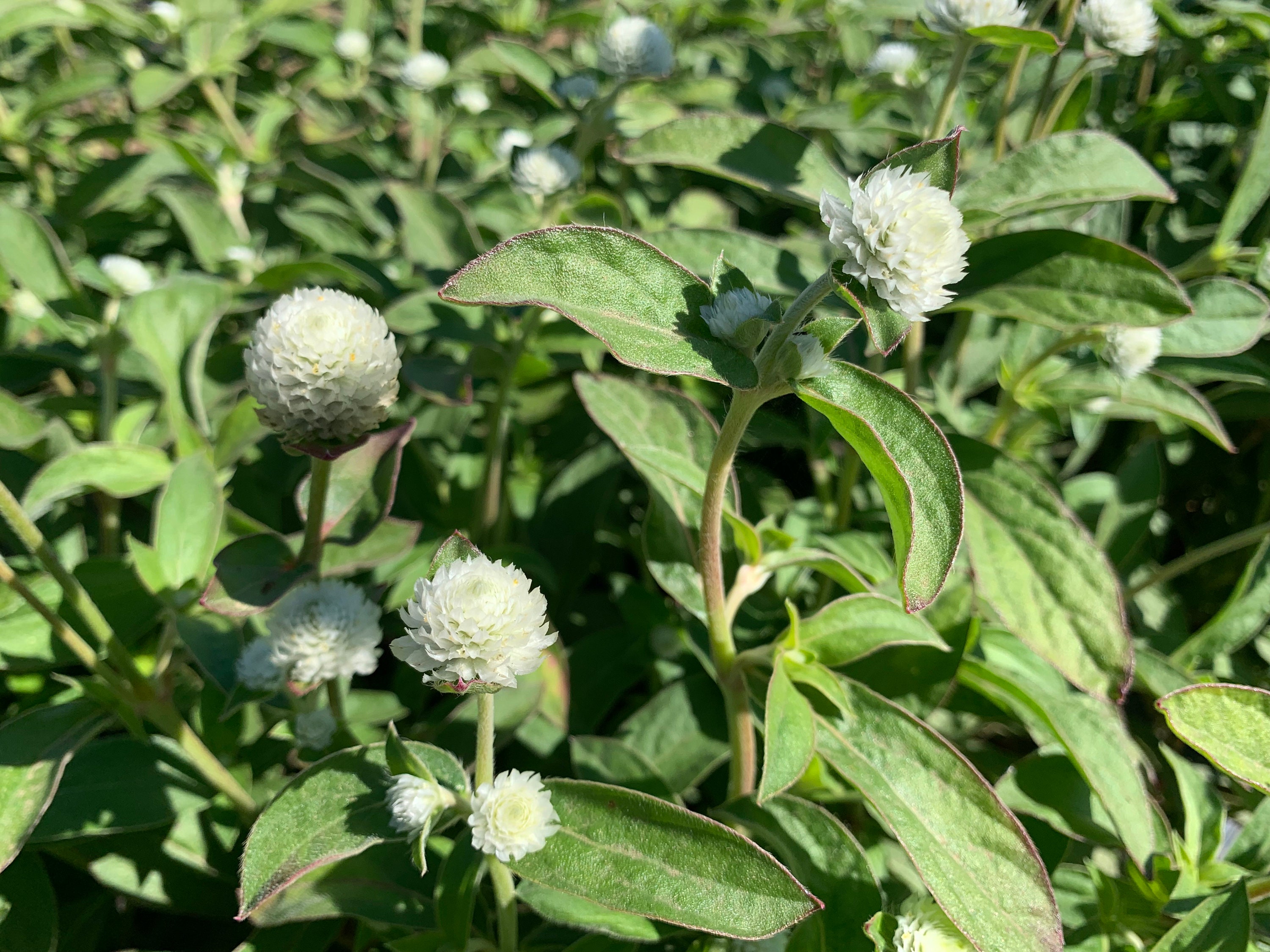 White Gomphrena Seeds, Easy to Grow Globe Amaranth for Cut Flowers