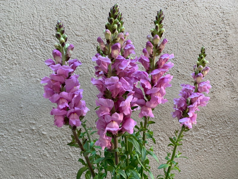 Lavender Snapdragon Seeds Potomac Lavender F1 50 Flower Etsy