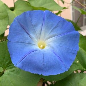 Heavenly Blue Morning Glory Seeds, 250 Morning Glories Seeds // Non-GMO, Light Blue Morning Glories, ipomoea purpurea