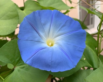 May include: A close-up of a light blue morning glory flower with a white center and yellow pollen. The flower is in focus and the background is blurred.
