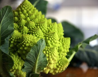 Organic Romanesco Broccoli Seeds, Green Roman Cauliflower // Organic, Heirloom, Non GMO, Brassica oleracea var Italian