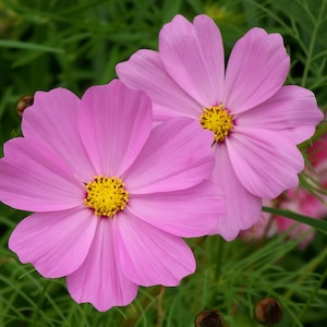 Pinkie Cosmos Seeds, Pink Cosmos Flowers // Open Pollinated, Non-GMO, Cosmos bipinnatus