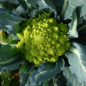 Organic Romanesco Broccoli Seeds, Green Roman Cauliflower, 150 Seeds // Organic, Heirloom, Non GMO, Brassica oleracea var Italian image 3