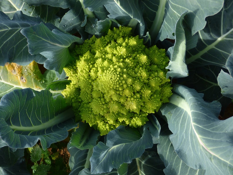 Organic Romanesco Broccoli Seeds, Green Roman Cauliflower, 150 Seeds // Organic, Heirloom, Non GMO, Brassica oleracea var Italian image 3