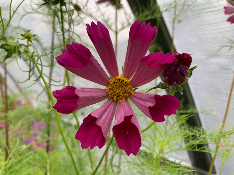 Seashells Cosmos Seeds Mixed Seashell Cosmos Flowers 200 Etsy