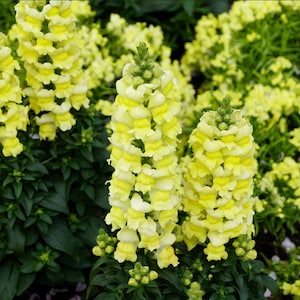 Potomac Yellow F1 Snapdragon Seeds // Open Pollinated, Non-GMO, Antirrhinum majus