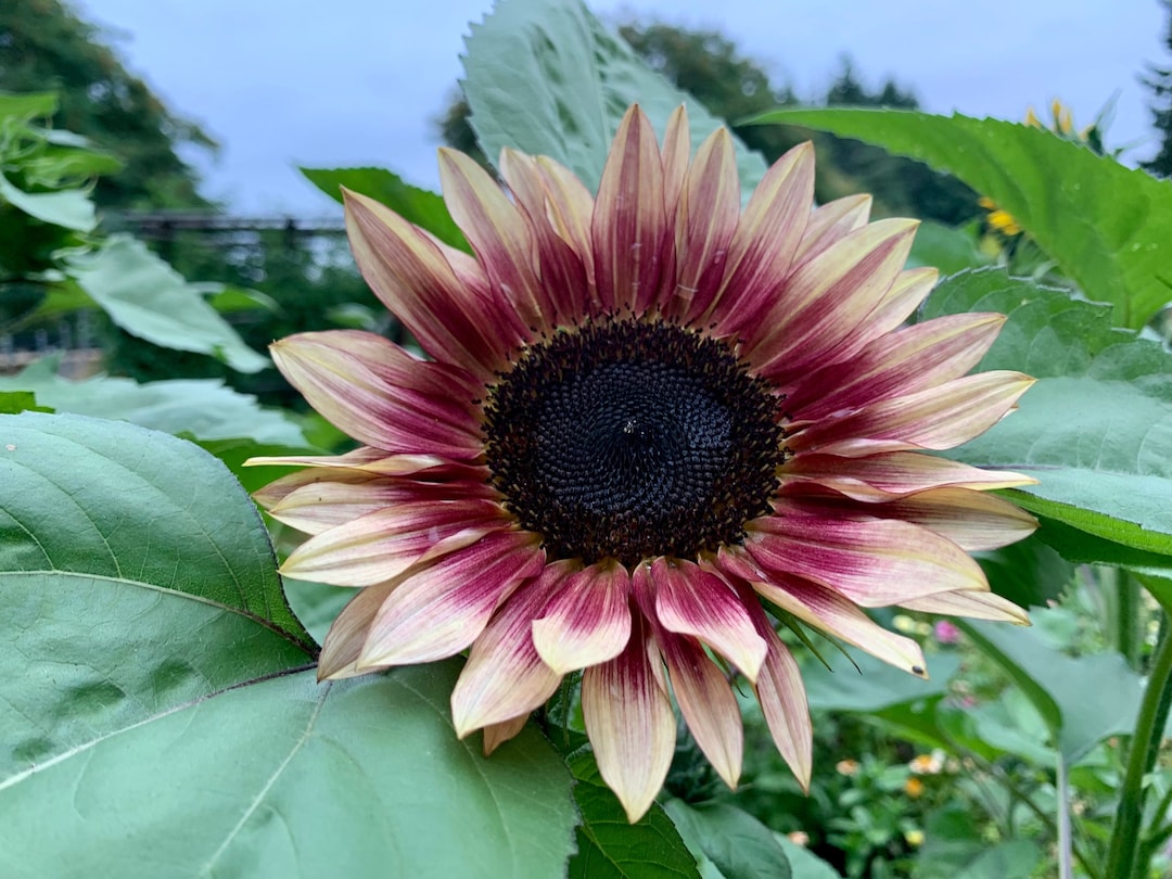 Ruby Eclipse Sunflower Seeds, Bi Color Sunflowers, Branching Variety