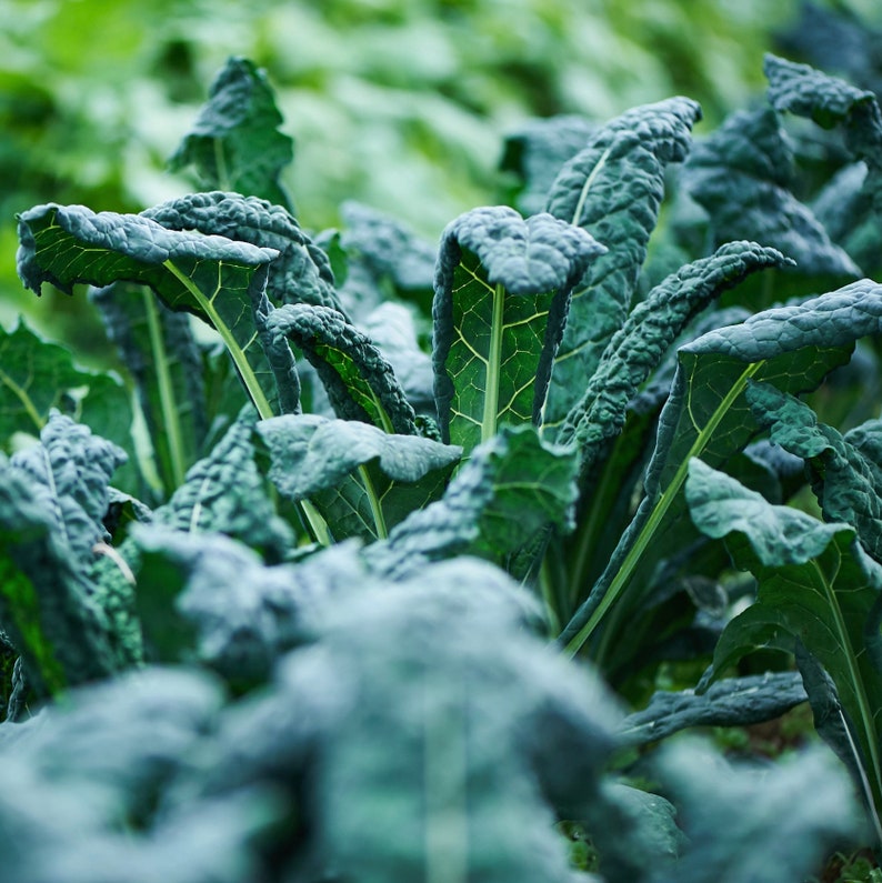 Organic Lacinato Kale Seeds Dinosaur Kale 1000 Seeds // Etsy