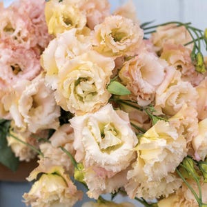 Voyage 2 Champagne (F1) Lisianthus Seeds, Soft Apricot Double Blooms // Pelleted, Non-GMO, Eustoma grandiflorum